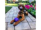 Adopt Hunter a Bloodhound