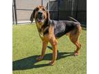 Adopt Tracker a Bloodhound