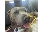 Adopt Goomba a Pit Bull Terrier