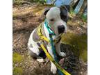 Adopt Portobello a Pit Bull Terrier