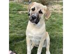 Adopt Frankie a Anatolian Shepherd