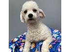 Adopt Jabba a Bichon Frise