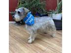 Adopt Razamataz (Razzie) a Schnauzer, Poodle