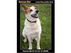 Adopt Albert a Australian Cattle Dog / Blue Heeler