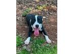 Adopt Panda a Mixed Breed