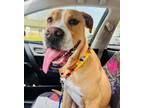 Adopt Cosmo a Mixed Breed