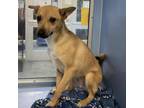 Adopt Doug a Shepherd