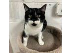 Adopt Treble a Domestic Short Hair