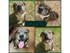 Adopt Bruno a Pit Bull Terrier