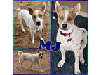 Adopt MJ a Australian Cattle Dog / Blue Heeler