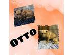 Adopt Otto a Basenji