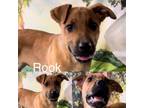 Adopt Rook a German Shepherd Dog, Terrier