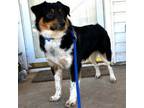 Adopt Buddy a Australian Shepherd