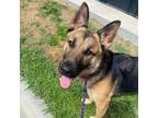 Adopt Fisher a German Shepherd Dog