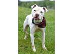 Adopt Haggis - Adoptable a Staffordshire Bull Terrier, Mixed Breed