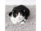 Adopt Lucius a Domestic Short Hair