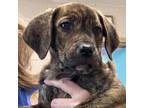 Adopt Ralph a Plott Hound