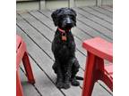 Adopt Oreo a Poodle, Mixed Breed