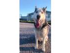 Adopt Alvie a Siberian Husky