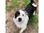 Adopt Joe-Joe a Mixed Breed