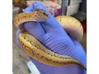 Adopt Staryu a Ball Python