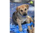 Adopt Blue a Mixed Breed, Labrador Retriever