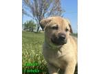 Adopt Clover a Mixed Breed, Labrador Retriever