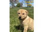 Adopt Pumpkin a Mixed Breed, Labrador Retriever