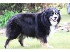 Adopt Spur a Australian Shepherd