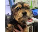 Adopt Bay Leaf a Wirehaired Terrier, Mixed Breed