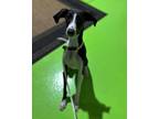 Adopt Cosmo a Italian Greyhound, Saluki
