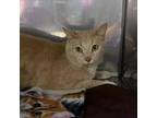 Adopt Chase a Domestic Short Hair