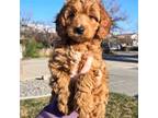 Mutt Puppy for sale in American Fork, UT, USA