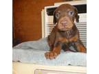 Doberman Pinscher Puppy for sale in Temecula, CA, USA