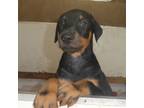 Black.Rust Male, 3/4 Euro,Akc