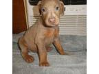 Doberman Pinscher Puppy for sale in Temecula, CA, USA