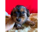 Yorkshire Terrier Puppy for sale in Social Circle, GA, USA