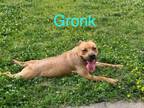 Adopt Gronk ( west 25th ) a Mixed Breed
