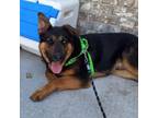 Adopt Chief a German Shepherd Dog