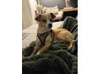 Adopt Rylo a Jack Russell Terrier
