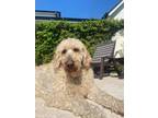 Adopt Louie a Labradoodle