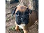 Boxer Puppy for sale in Allons, TN, USA