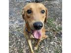 Adopt Noah a Labrador Retriever, Hound