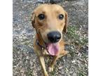 Adopt Noah a Labrador Retriever, Redbone Coonhound