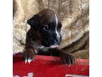 Boxer Puppy for sale in Allons, TN, USA