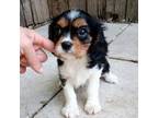 Cavalier King Charles Spaniel Puppy for sale in Kingwood, TX, USA