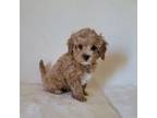 Cavapoo Puppy for sale in Davie, FL, USA