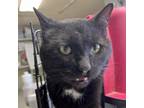 Adopt Thunder a Domestic Short Hair