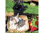 French Bulldog Puppy for sale in Gainesville, MO, USA