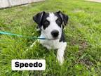 Adopt Speedo a Labrador Retriever, Cattle Dog